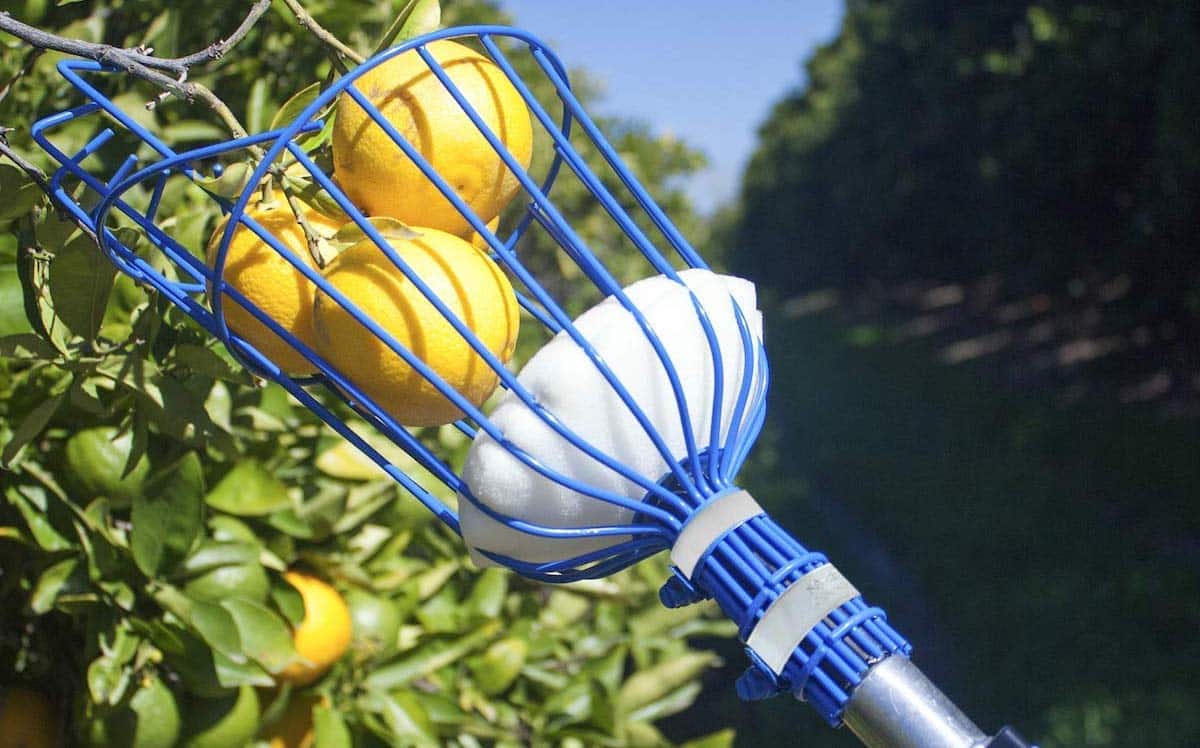 Top 10 Best Fruit Pickers in 2023 Fruit Picker Tool